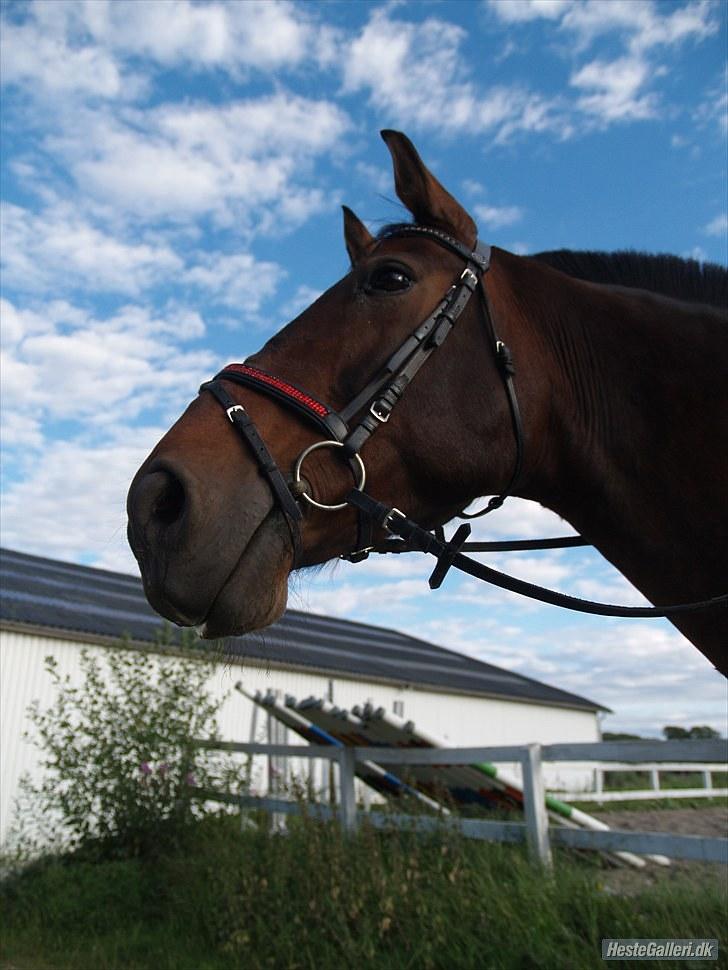 Oldenborg FREDRIK - Frede<3 Foto Caroline billede 13