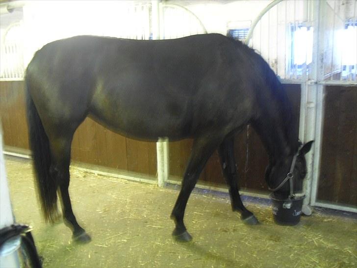 Oldenborg Barcardi billede 3