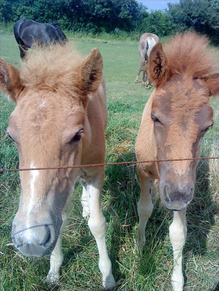 Islænder Líf<3 - Vi er rigtig søde... billede 5