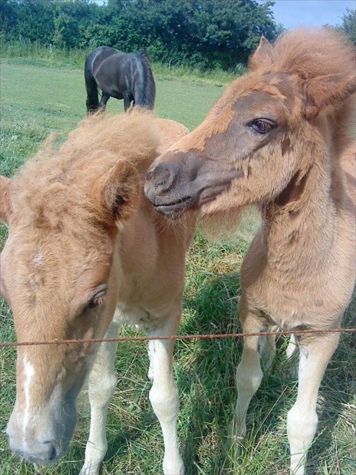 Islænder Líf<3 billede 6