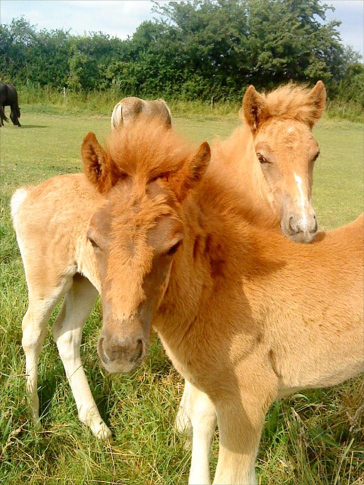 Islænder Líf<3 billede 7