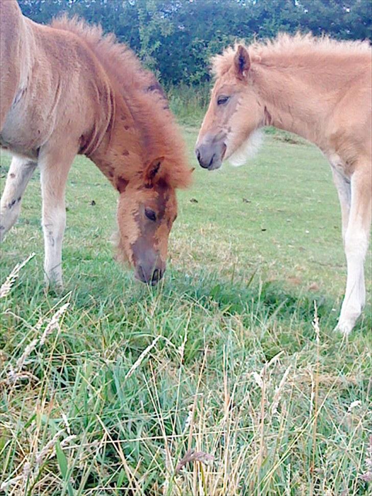 Islænder Líf<3 billede 8