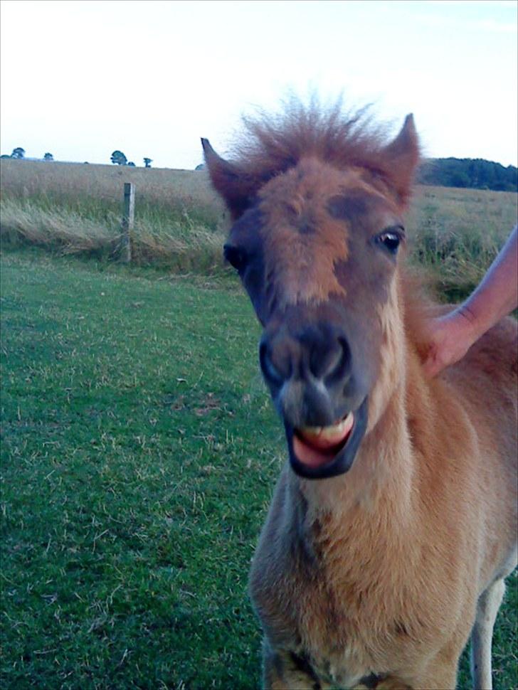 Islænder Líf<3 - Jeg elsker at blive kløet... billede 9