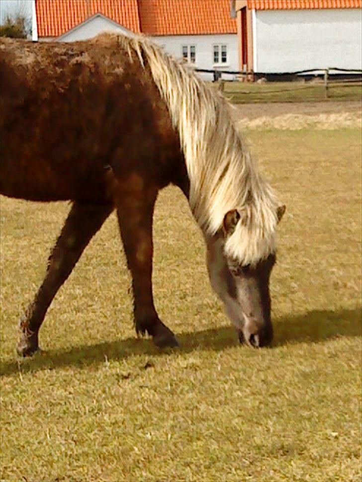 Islænder Fjóla billede 11
