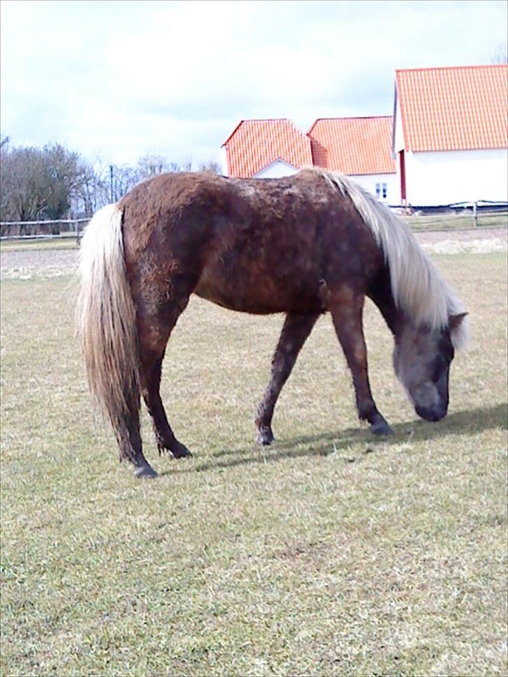 Islænder Fjóla billede 12