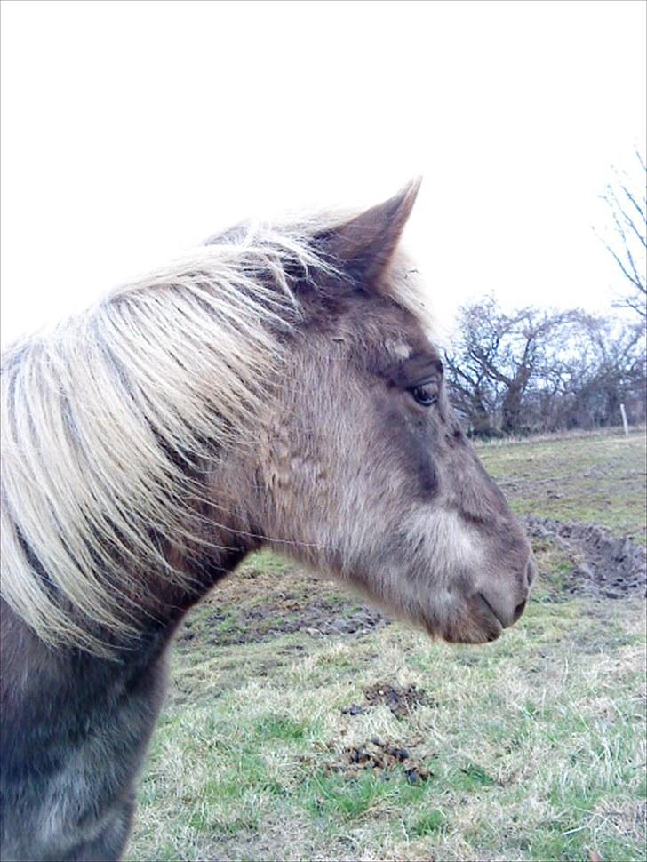 Islænder Fjóla billede 13