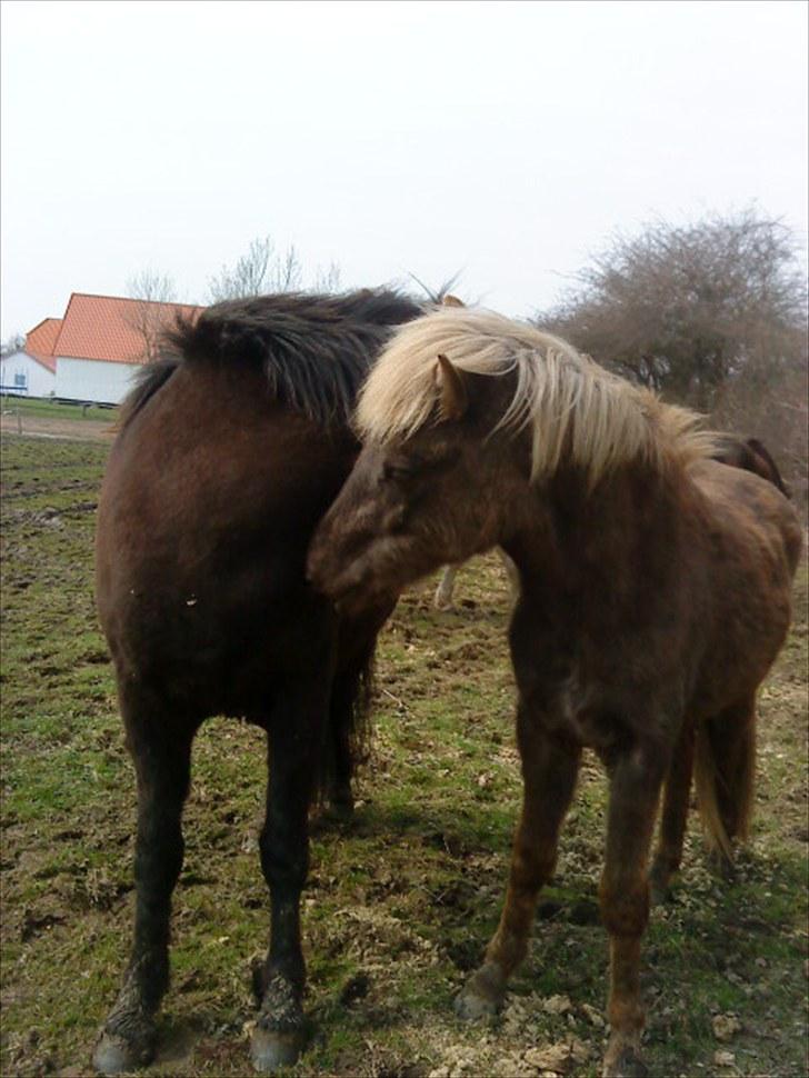 Islænder Fjóla billede 14