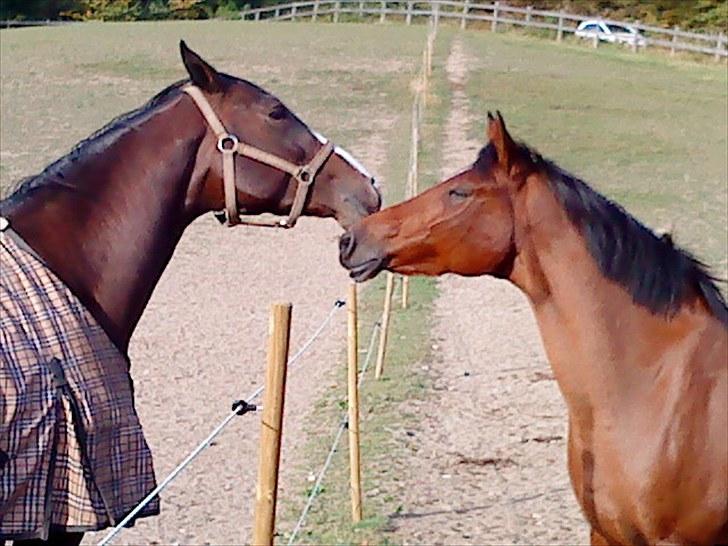 Anden særlig race Indy Boy Lærkebo Wonderboy - senorita og indy på fold. Foto: Mig billede 16