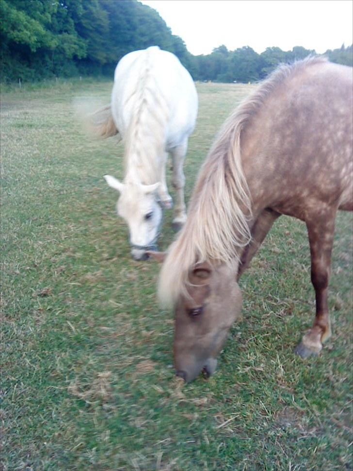 Islænder Fjóla billede 15