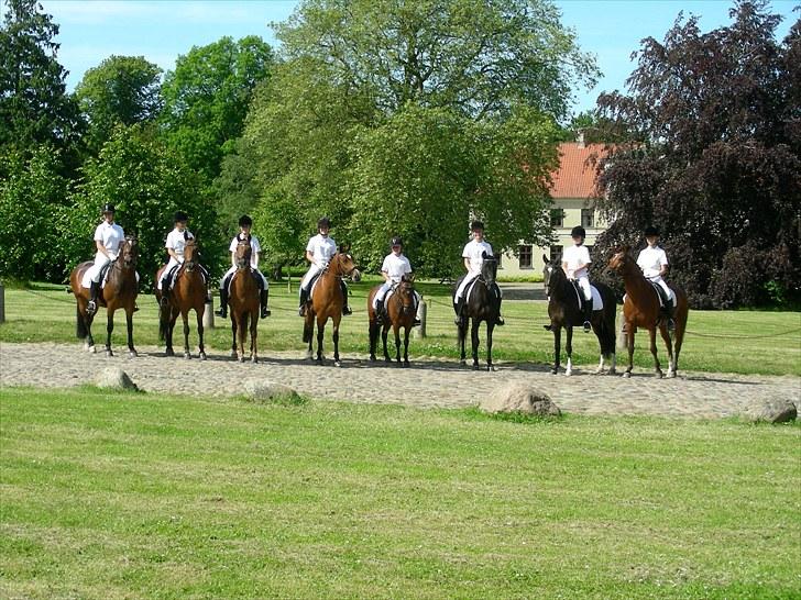 Anden særlig race Indy Boy Lærkebo Wonderboy - Team SPIP til DM kvadrillie 2009. Foto: Mor billede 20