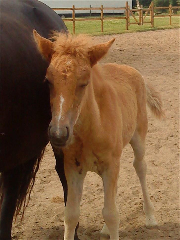Islænder Lysa billede 5