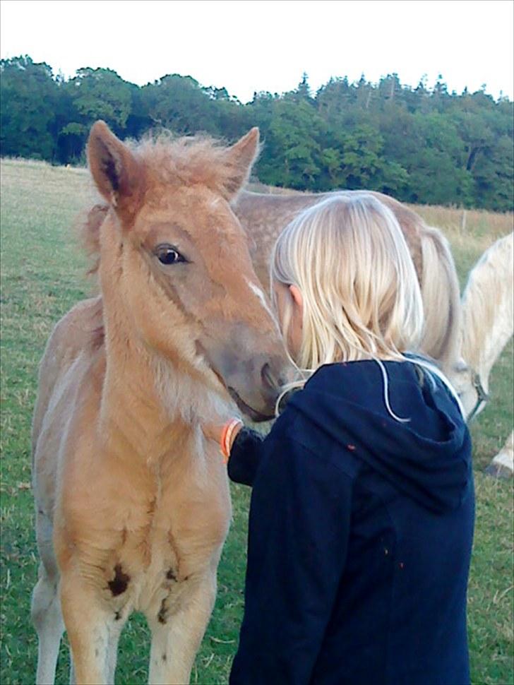 Islænder Lysa billede 6