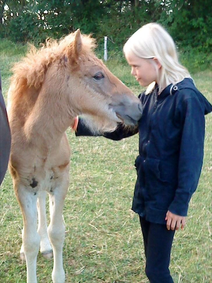 Islænder Lysa billede 7