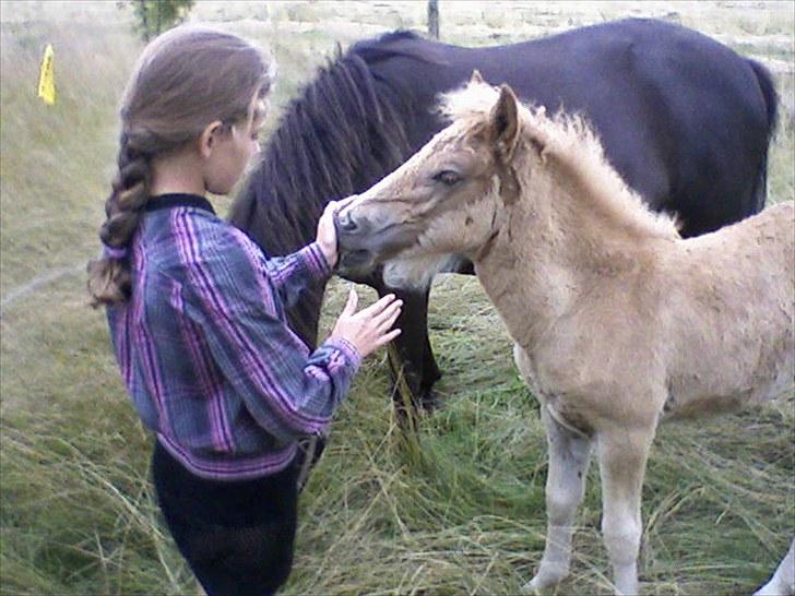 Islænder Lysa billede 8