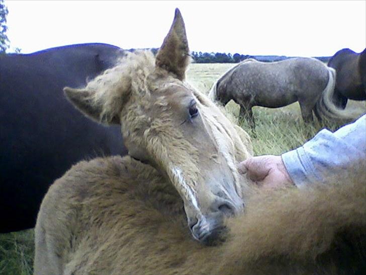 Islænder Lysa - UUUh! Dejligr at klø en, mens man selv blir kløet :D billede 9