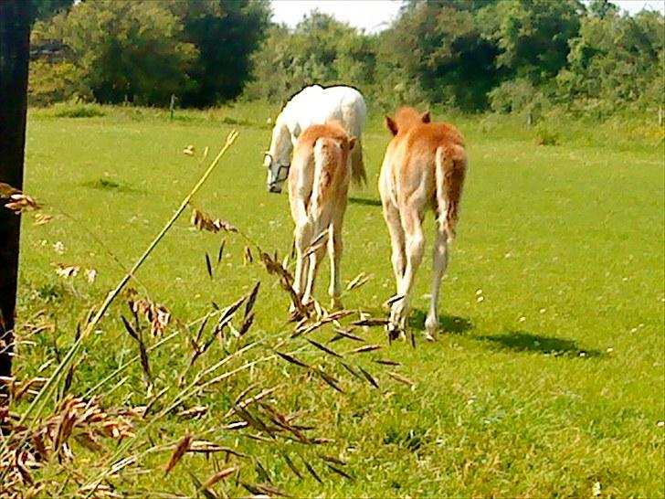 Islænder Lysa - Lysa går sammen med sin kusine :D  billede 10
