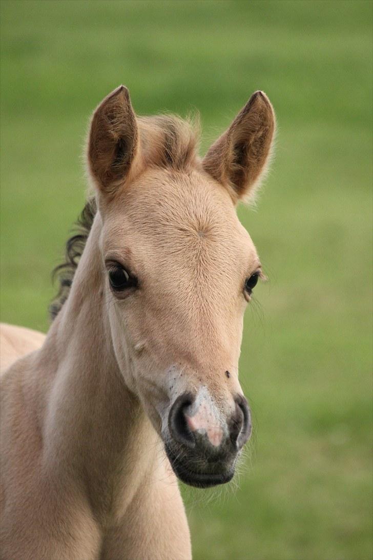 Anden særlig race Oldgårdens Cocio *X-part* billede 1