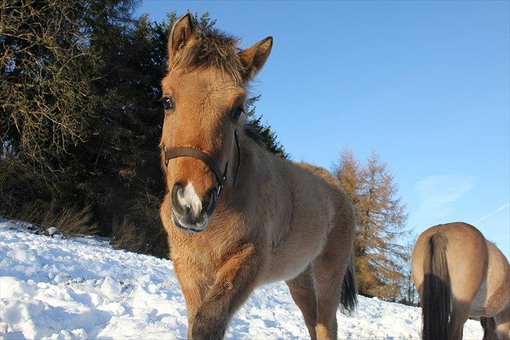 Anden særlig race Oldgårdens Cocio *X-part* billede 2