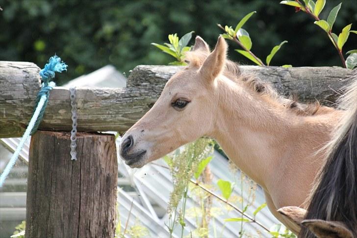 Anden særlig race Oldgårdens Cocio *X-part* billede 3