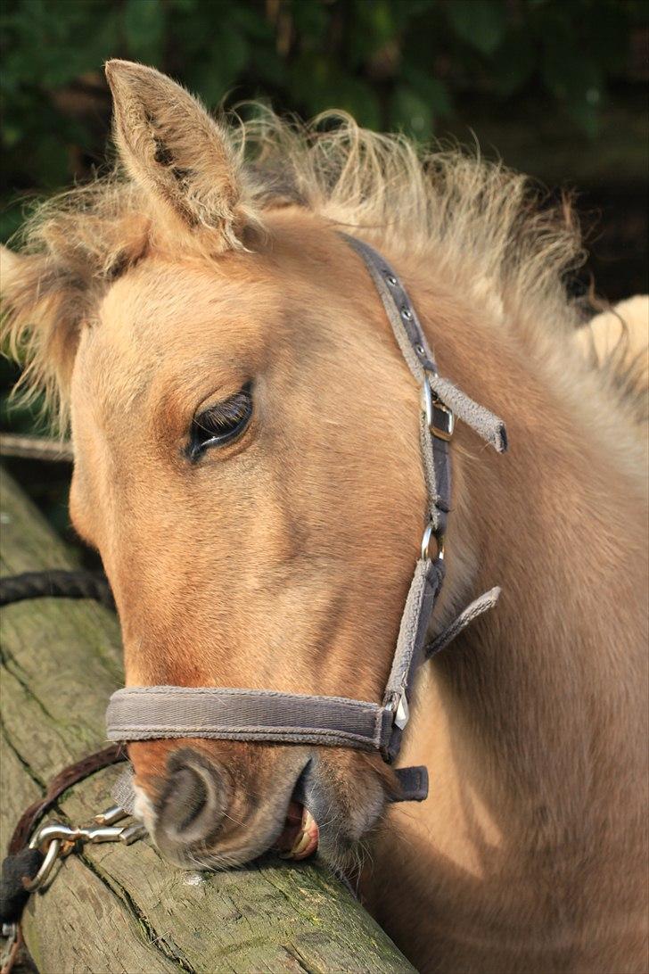 Anden særlig race Oldgårdens Cocio *X-part* billede 4