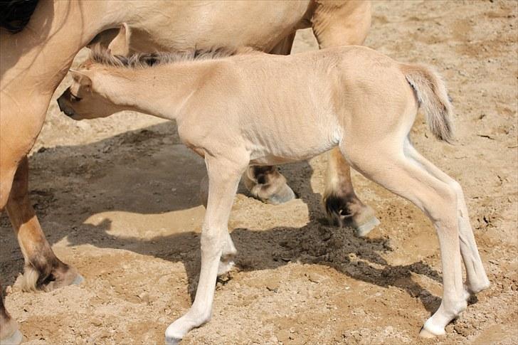 Anden særlig race Oldgårdens Cocio *X-part* billede 5