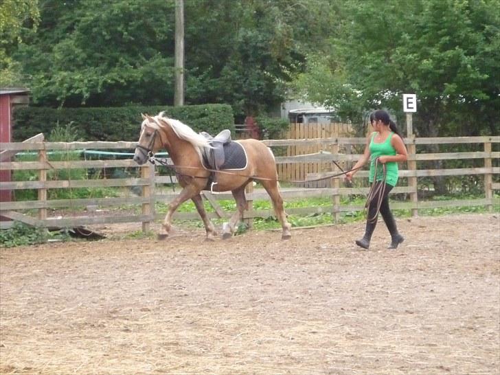 Haflinger Charlie - Ihh med sadel :D billede 11