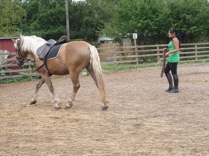 Haflinger Charlie - Han er bare så dygtig! billede 12