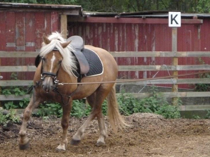 Haflinger Charlie - Smukke ganarter! billede 13