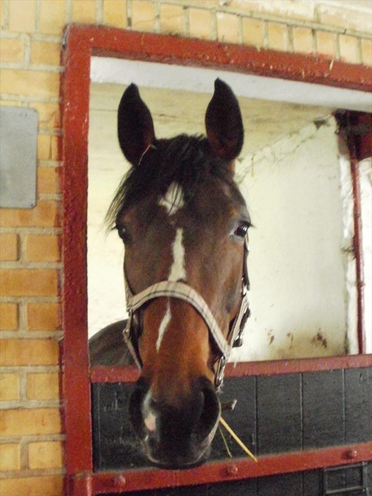 Anden særlig race Freja  - søde frejse da hun stod på kalle billede 9