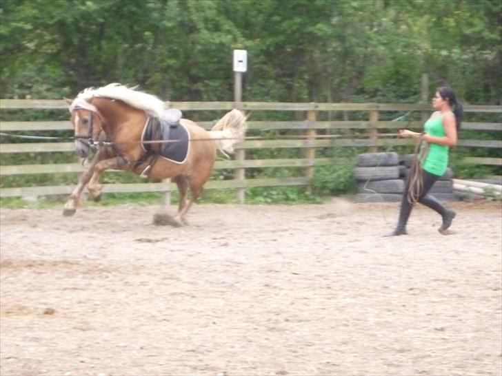 Haflinger Charlie - Hihi den er vild ;D billede 14