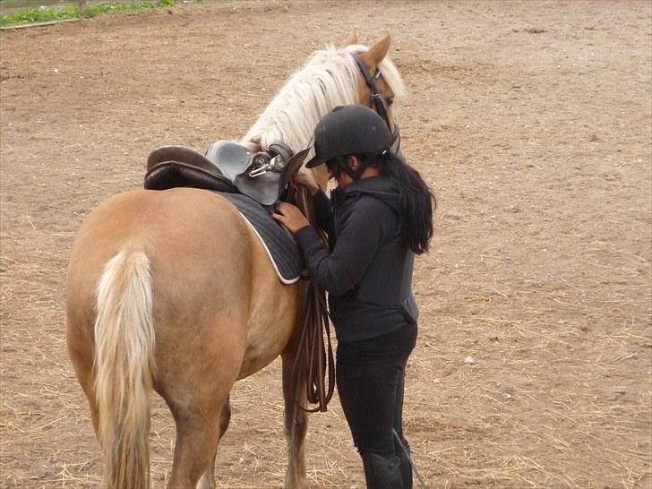 Haflinger Charlie - Nu det jo ved at være en ridehest :) billede 15