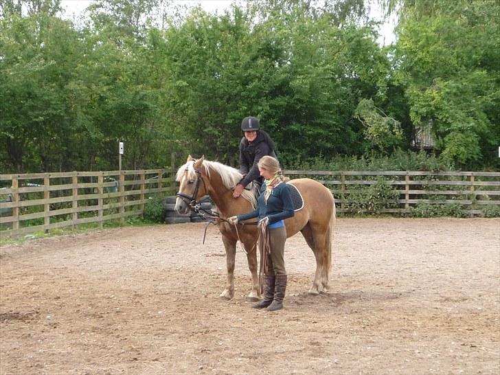 Haflinger Charlie - Oppe første gang på Ham :D Så glad! billede 16