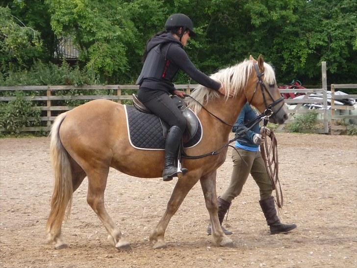 Haflinger Charlie - Lidt nervøs, men så dygtig!:) billede 17
