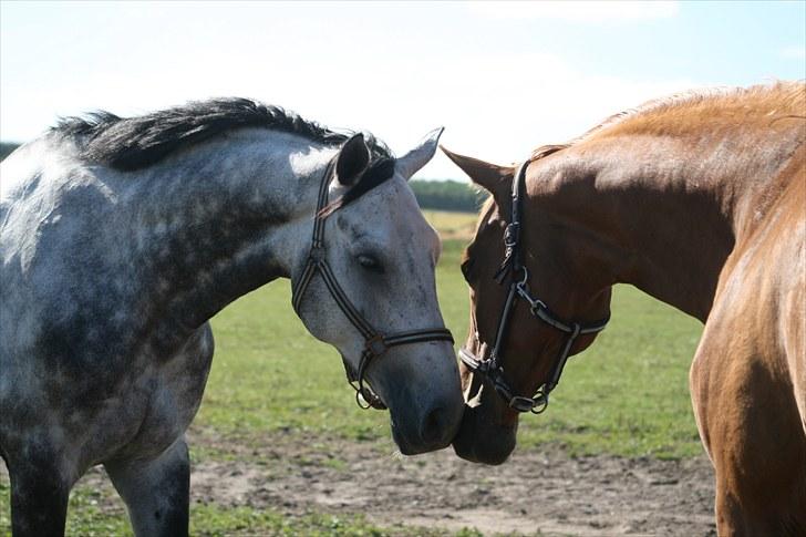 Dansk Varmblod Carneval Fever - Carneval og Samigo:) Foto: Sophie billede 11