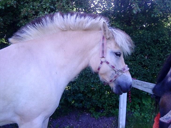 Fjordhest Lynges Frille Himmelhest<3<3 billede 9
