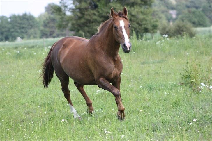 Hannoveraner Frau Split (Donna) billede 13