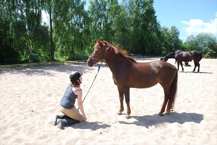 Anden særlig race Lady (Tidligere part) billede 20