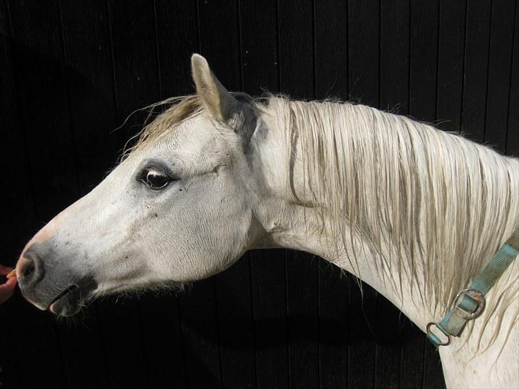 Welsh Mountain (sec A) Flevozicht's Aniek billede 1