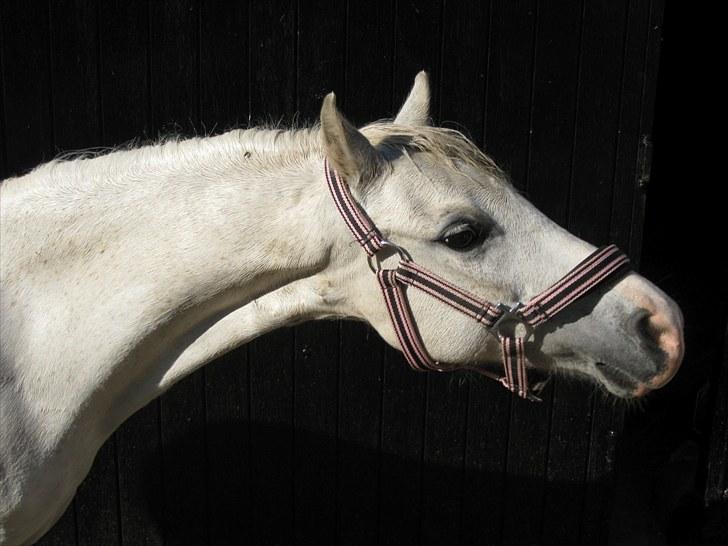 Welsh Mountain (sec A) Flevozicht's Aniek billede 2