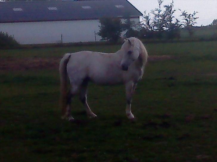 Welsh Mountain (sec A) Flevozicht's Aniek billede 3