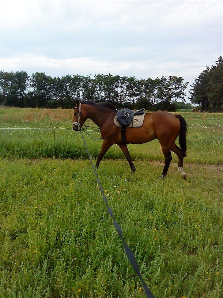 Anden særlig race Stensgaardens mistral billede 3
