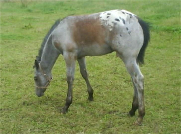 Appaloosa Wakiza Cloud billede 16
