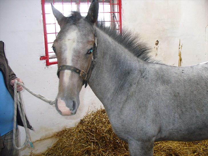 Appaloosa Wakiza Cloud billede 17