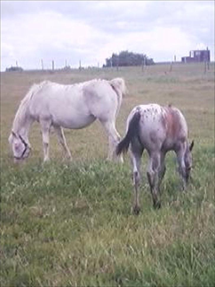 Appaloosa Wakiza Cloud billede 19