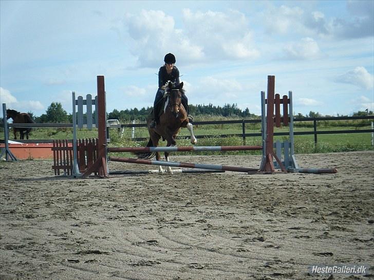 Anden særlig race *Vedhaugegårds High Five* SOLGT - anden gang vi springer :D billede 5