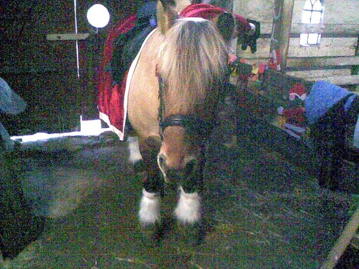 Anden særlig race Tulle (solgt og savnet) - Tulle som Jule-hest billede 9