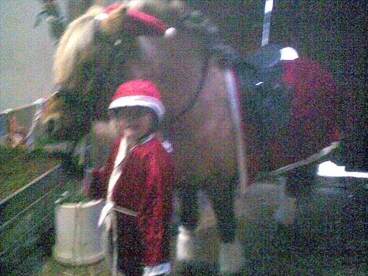 Anden særlig race Tulle (solgt og savnet) - Så vi bare helt klar til juleopvisningen billede 10