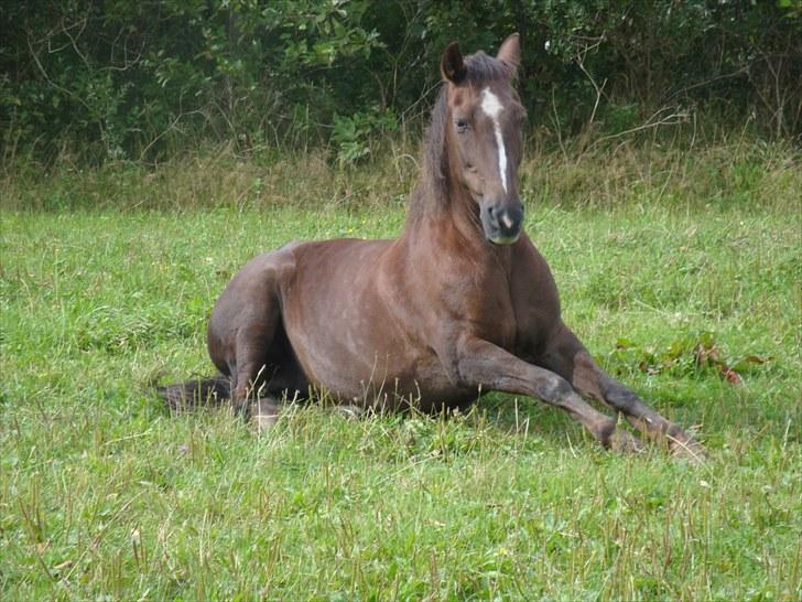 Anden særlig race lady billede 7