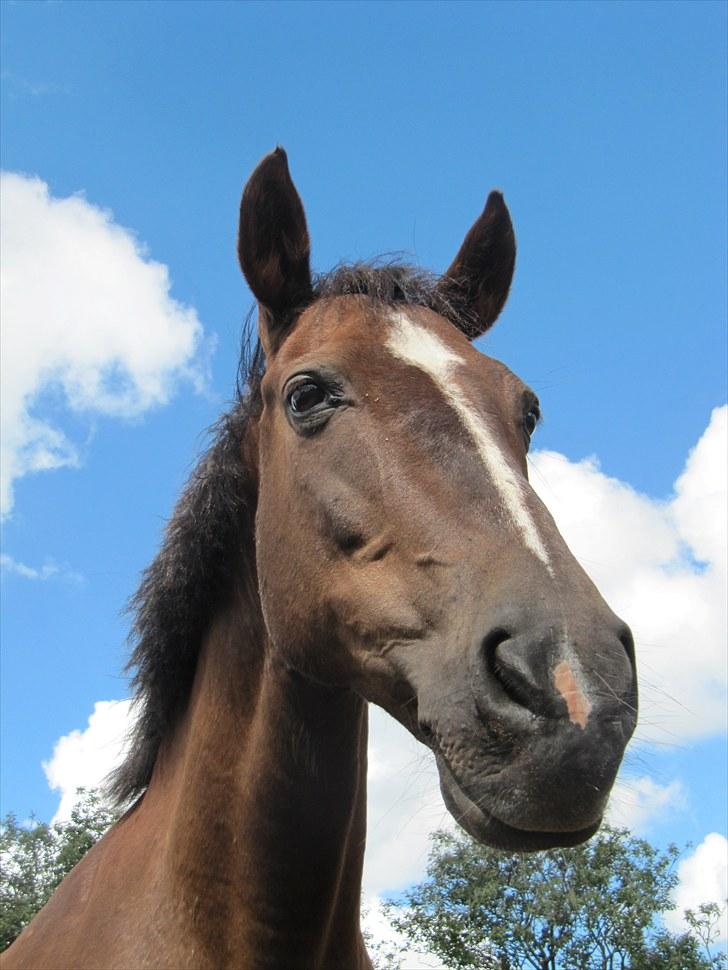 Anden særlig race lady billede 8