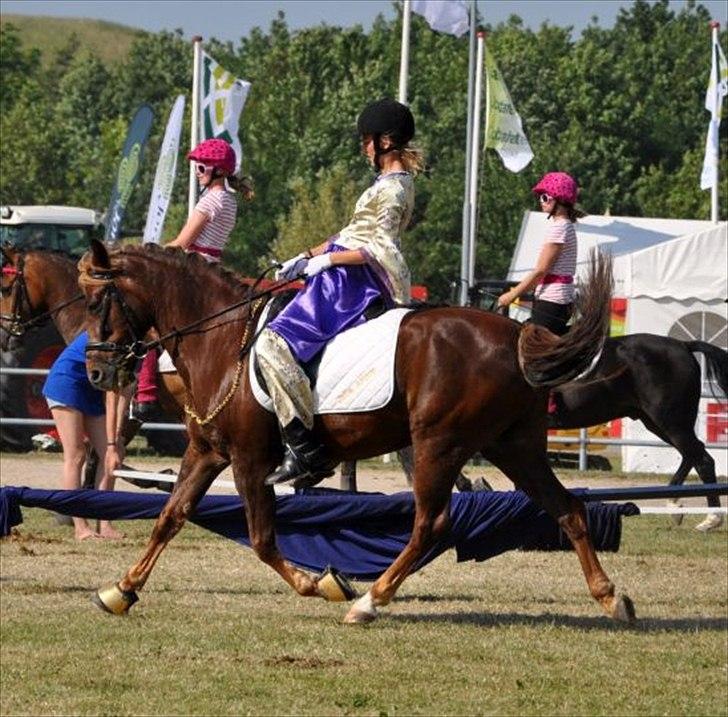 New Forest Brentebjergs 007 <33 billede 3